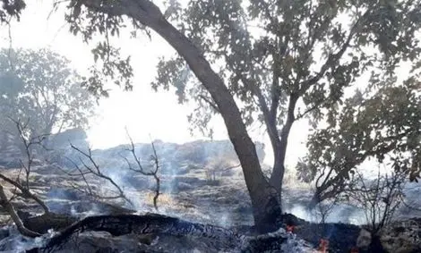 شناسایی عاملان آتش‌سوزی جنگل‌های کوهدشت؛ ۵ نفر دستگیر شدند