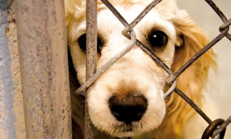 کشتن بی دلیل حیوانات جرم است