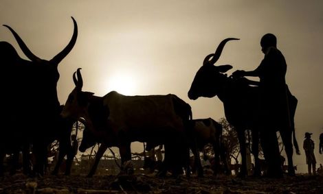 سلاح بدهید، گاو بگیرید!