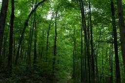 ‏طی قانونی که سال۱۳۴۱ با دستور ….