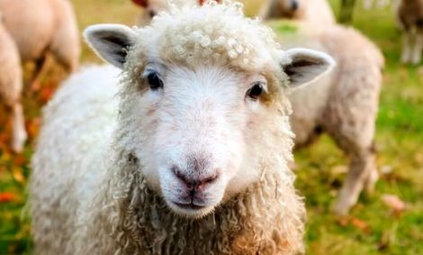 بره، کیلویی ۴٠ هزار تومان