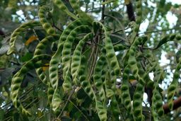 گیاهان، دوست و دشمن خود را می‌شناسند!