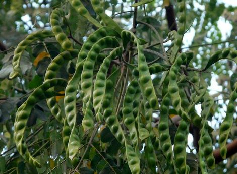 گیاهان، دوست و دشمن خود را می‌شناسند!