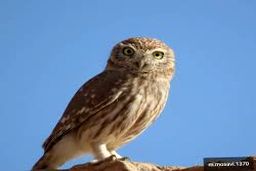 عقاب هم دارم اما چون خانم هستید جوجه جغد ببرید!