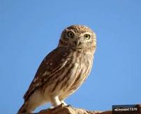 عقاب هم دارم اما چون خانم هستید جوجه جغد ببرید!