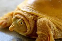 لاک‌پشتی که در نپال جنجال به پا کرد