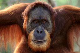 کدام حیوانات در خطر ابتلا به کروناویروس هستند؟