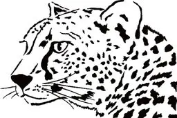 پلنگ ایرانی در حال انقراض روئیت شد + عکس