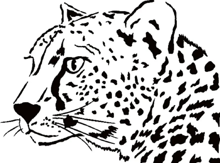 پلنگ ایرانی در حال انقراض روئیت شد + عکس