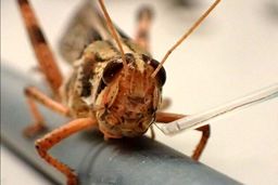 خنثی سازی بمب با کمک ملخ‌هایی که مواد منفجره را بو می‌کشند!