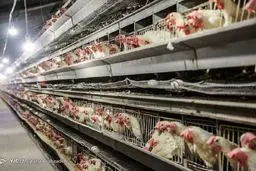 قیمت مرغ در ایام‌ تاسوعا و عاشورا نوسانی ندارد/ نرخ هر کیلو مرغ، ۱۹ هزار تومان