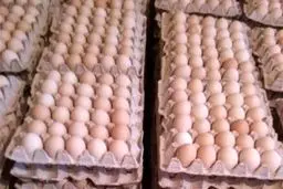 قیمت تخم مرغ دوباره رکورد زد/ هرشانه ۳۳ هزار تومان