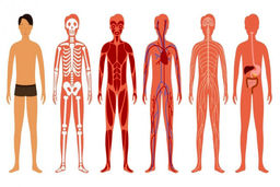 گوگل برای بدن انسان “گوگل مپس” می سازد!