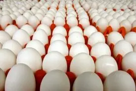 تخم مرغ شانه‌ای ۳۸ هزار تومان شد!