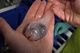 پیداشدن چند موجود عجیب الخلقه‌ در قطب جنوب!