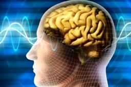 «استرس» کجای مغز ما خانه می‌کند؟