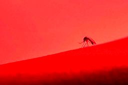 ویروس‌هایی که ترکیب آنها به بروز سکته منجر می‌شود