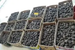 قاچاق قارچ «ترافل»، تهدید جدید هیرکانی