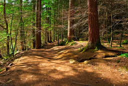 خاک جنگل‌های شمال را کیلویی پنج هزار تومان به فروش می‌رسانند