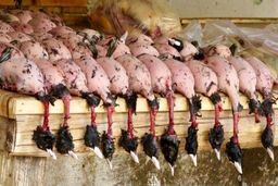 قتل‌عام پرندگان مهاجر در ایران؛ پرنده مهاجر پرسی چند؟ | گوشت پرندگان مهاجر در منوی شفاهی رستوران‌ها