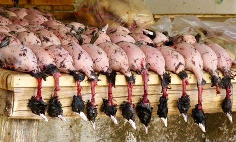 قتل‌عام پرندگان مهاجر در ایران؛ پرنده مهاجر پرسی چند؟ | گوشت پرندگان مهاجر در منوی شفاهی رستوران‌ها