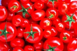 گوجه فرنگی ارزان می شود