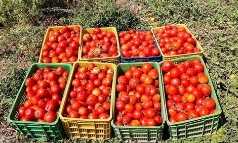 گوجه به ۴ هزارتومان می‌رسد