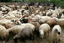 دام زنده در بورس کالا عرضه می‌شود