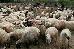 دام زنده در بورس کالا عرضه می‌شود