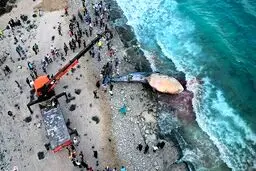 خودکشی نهنگ‌ها و دست خالی ما برای ابزار تحقیقاتی