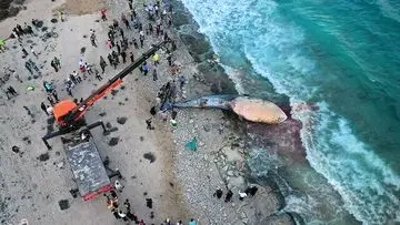 خودکشی نهنگ‌ها و دست خالی ما برای ابزار تحقیقاتی