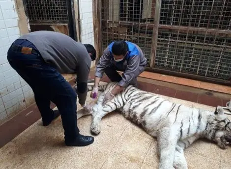 مرگ مبهم ماده ببر سفید باغ وحش ارم و چند پرسش
