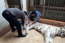 مرگ مبهم ماده ببر سفید باغ وحش ارم و چند پرسش