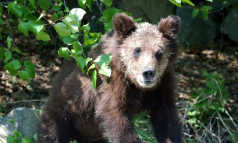 دلهره در عملیات‌ نجات۸ ساعته