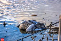 آنفلوآنزای فوق حاد پرندگان در دو استان