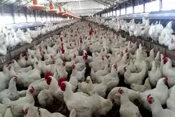 آیا زنده به گور کردن جوجه‌های یک روزه عامل کمبود مرغ در بازار است؟