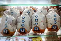 توزیع مرغ منجمد در سراسر کشور با قیمت مصوب