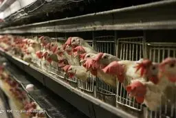 نرخ مرغ به ۲۸ هزار تومان رسید/افت مجدد قیمت جوجه یک روزه در بازار