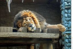 مدرسه حیوان‌آزاری