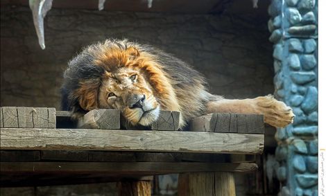 مدرسه حیوان‌آزاری