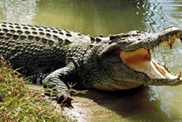 وجود تمساح در دریاچه چیتگر به طور رسمی تکذیب شد/تشریح علت تعطیلی چیتگر