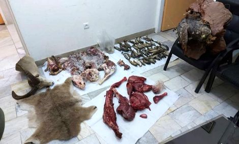 شکارچی بزکوهی در بروجرد به سه سال حبس محکوم شد