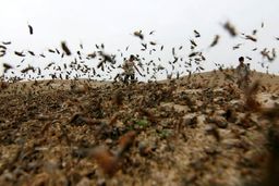 دسته‌های ۱۰۰ میلیونی ملخ صحرایی در راه ایران