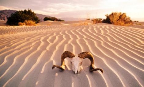 ۱۰ رکوردشکنی در جهان، از افزایش دما در دره مرگ تا فروش گرانترین کبوتر