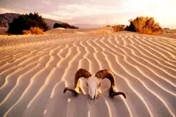 ۱۰ رکوردشکنی در جهان، از افزایش دما در دره مرگ تا فروش گرانترین کبوتر