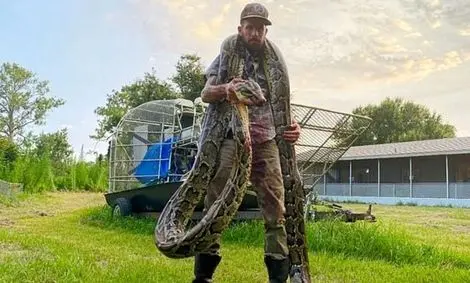 خوراک مار، راه حلی عجیب برای کم کردن جمعیت پیتون‌ها!