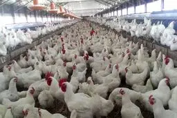 مرغداران در حسرت نبود نهاده برای مرغ‌ها می‌سوزند؛ آن وقت…