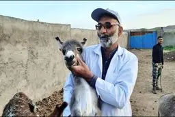 الاغ‌داری، معطل دریافت کد بهداشتی