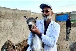 الاغ‌داری، معطل دریافت کد بهداشتی