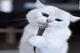 شهرت عجیب گربه مجازی با ۱۸۰۰ هزار فالوئر + تصاویر